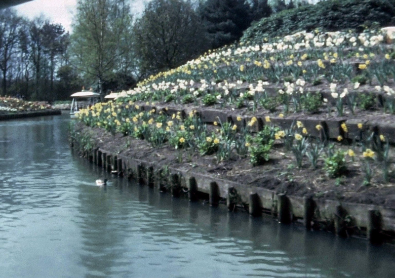 Bestand:Gondolettatulpenborders1982.jpg